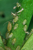 Shallot aphid