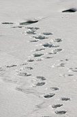 Polar bear footprints