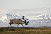 Reindeer,Spitsbergen