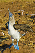 Blue-footed booby courtship behavior