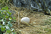 Waved albatross egg