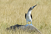 Blue-footed booby on rock