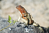 Female lava lizard