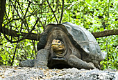 Galapagos giant tortoise