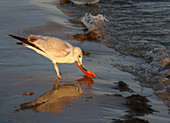 Common gull feeding