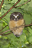 Northern Saw-whet Owl fledgling