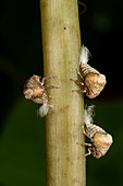 Two-lined Planthopper nymphs