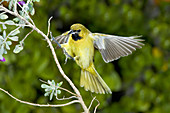 Orchard Oriole Juvenile