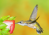 Ruby Throated Hummingbird