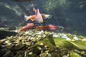 Kokanee salmon in spawning colors