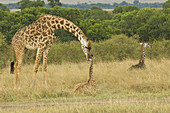 Masai Giraffe with Young