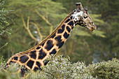 Rothschild's Giraffe