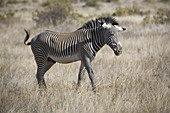 Grevy's Zebra Stallion