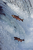 Jumping Salmon