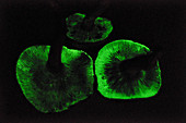 Glowing Jack-o-lantern fungus