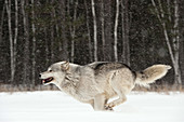 Wolf in Winter