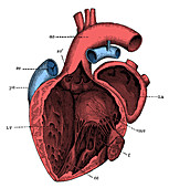 Left Side of the Heart