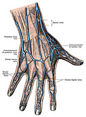 Dorsum of the Hand and Fingers