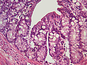 Guinea Pig Small Intestine (LM)