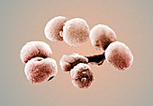 Bacteria,Streptococcus pneumoniae,SEM
