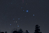 Canis Major