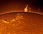 Sunspot and prominences