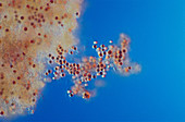 Porphyridium sp. Red Algae,LM