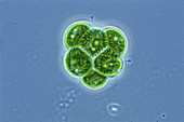 Pandorina morum Algae (LM)