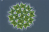 Pediastrum sp. Green Algae,LM