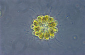 Synura Algae,LM