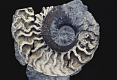 Ammonite Preserved in Quartz