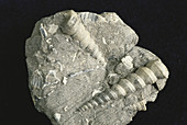 Turritella Fossils