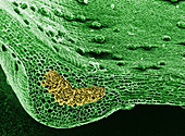 Forsythia Leaf (SEM)