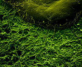 Slime Mold (SEM)