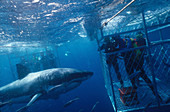 Divers Observe Sharks
