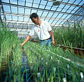 Assessing Rice Disease Resistance