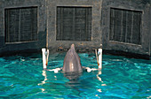 Dolphin Intelligence Research (2 of 3)