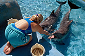 Dolphins with Trainer