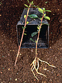 Roots on Firehorn Cuttings