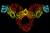 Antigen-Antibody Complex
