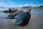 Beached Sperm Whales