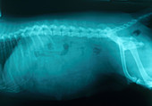 X-ray of Pregnant Dog