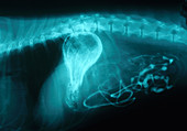 X Ray of Gastric Tumor on Dog