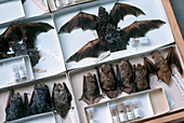 Hairy-tailed Bat Specimens