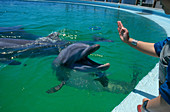 Dolphin Research