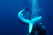 Blue Shark bites Diver's Air Hose