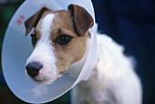 Dog with wound collar