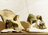 Gorilla and Paranthropus Skulls