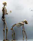Gorilla and Human Skeletons