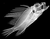 Lionfish X-ray